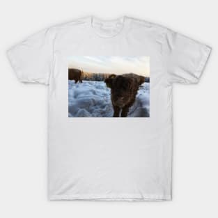 Scottish Highland Cattle Calf 1656 T-Shirt